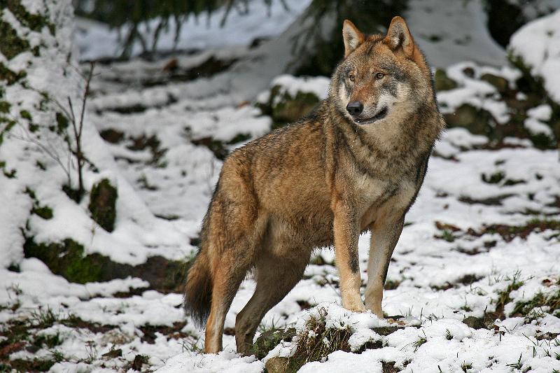 Bayerwald Tierpark_09.jpg